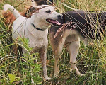 Собаки в Голицыно: Пиратка Белка Девочка, Бесплатно - фото 3