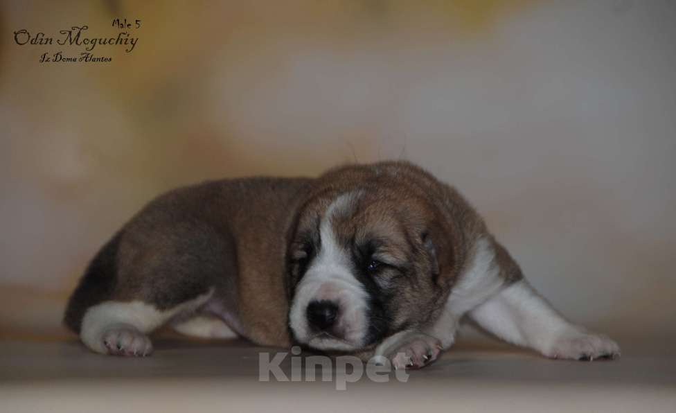 Собаки в Саратове: Щенок САО Мальчик, Бесплатно - фото 2