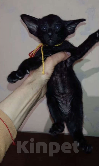 Кошки в других городах Воронежской области: Продажа ориентальных котят. Разнополые, 25 000 руб. - фото 5