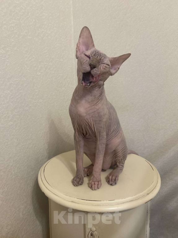 Кошки в Москве: Продается девочка с необычным окрасом Девочка, 50 000 руб. - фото 1