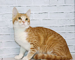 Кошки в Москве: Солнышко Розочка в поисках семьи Девочка, Бесплатно - фото 2