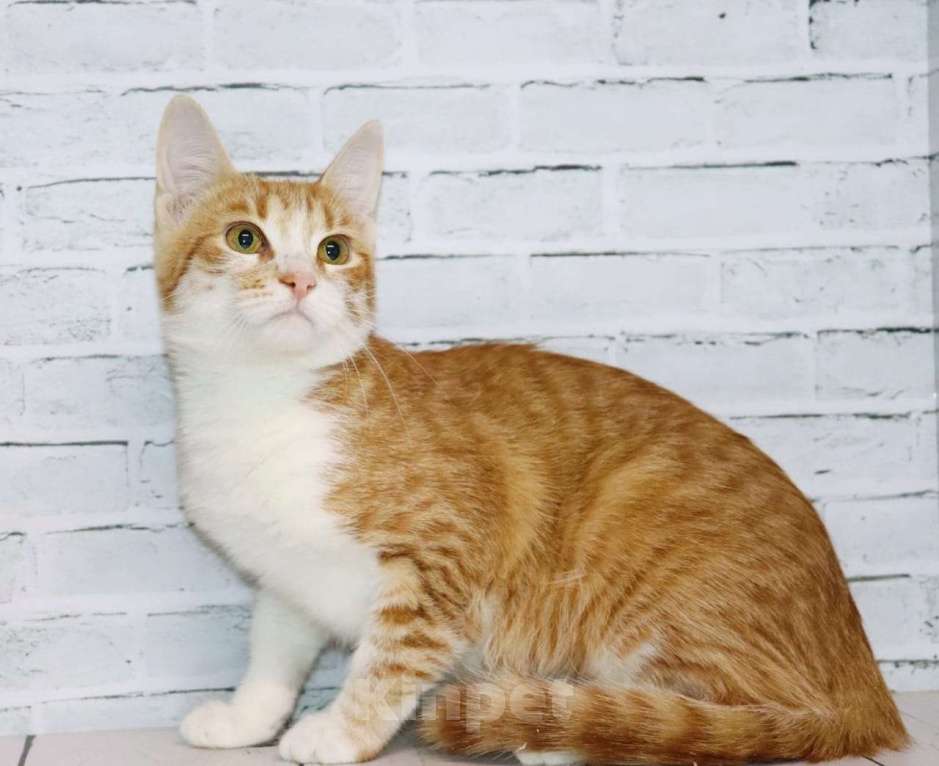 Кошки в Москве: Солнышко Розочка в поисках семьи Девочка, Бесплатно - фото 2
