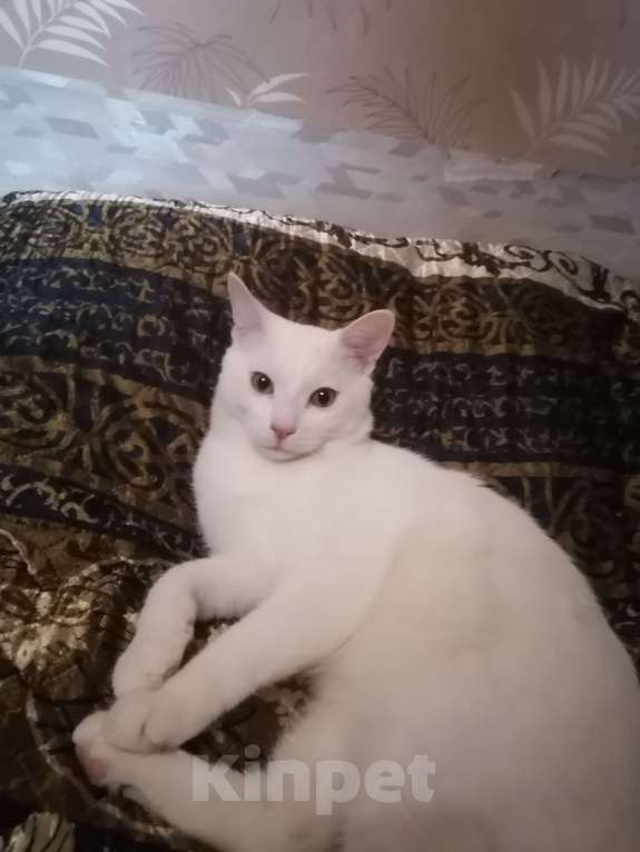 Кошки в Москве: Котенок в добрые руки Мальчик, Бесплатно - фото 3