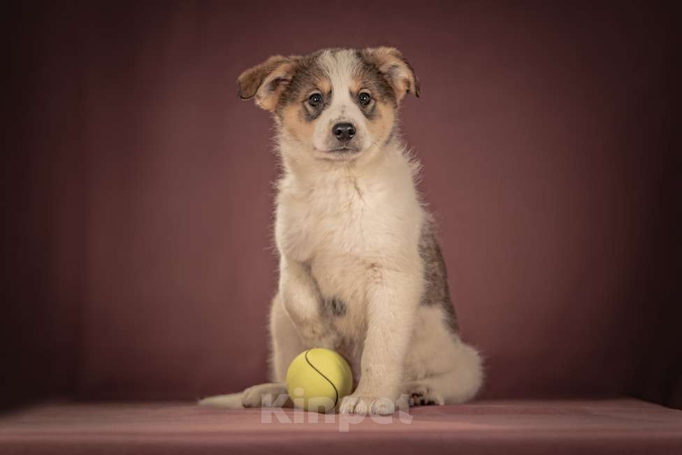 Собаки в Клине: Буэно — ласковый медвежонок с глазами-пуговками, который станет самым преданным и любимым питомцем Мальчик, Бесплатно - фото 6