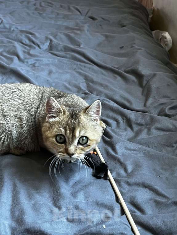 Кошки в Новосибирске: Котенок манчкин  Мальчик, 20 000 руб. - фото 6