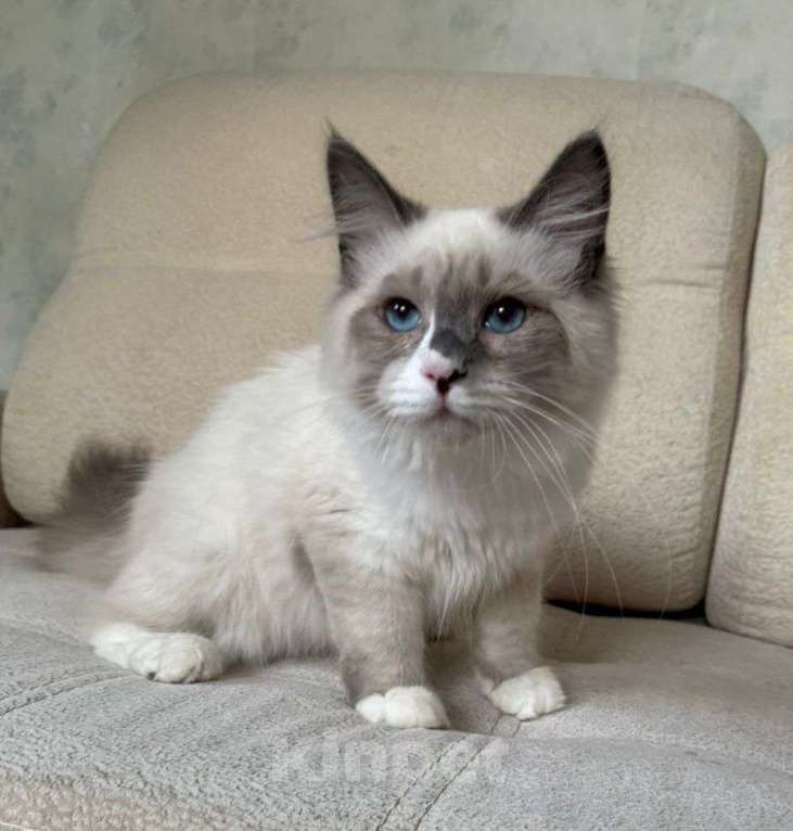 Кошки в Новосибирске: Barry Мальчик, 55 000 руб. - фото 4