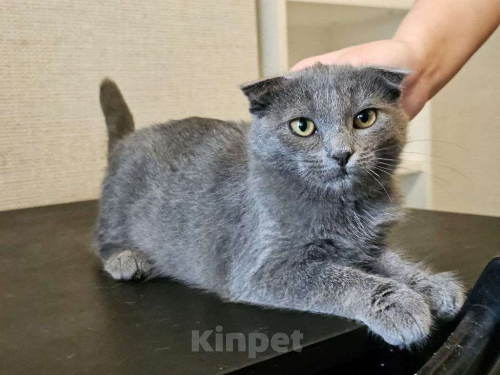 Кошки в Москве: Вислоухий котенок в добрые руки Девочка, Бесплатно - фото 1