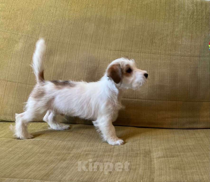 Собаки в Ростове-на-Дону: Щенки жесткошерстного Джек Рассел терьера Мальчик, 35 000 руб. - фото 2