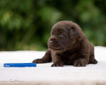 Собаки в Москве: Шоколадный щенок лабрадор, мальчик девочка, РКФ Мальчик, 60 000 руб. - фото 7