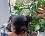 Собаки в Рязани: продам щенка йоркширского терьера Мальчик, 20 000 руб. - фото 1