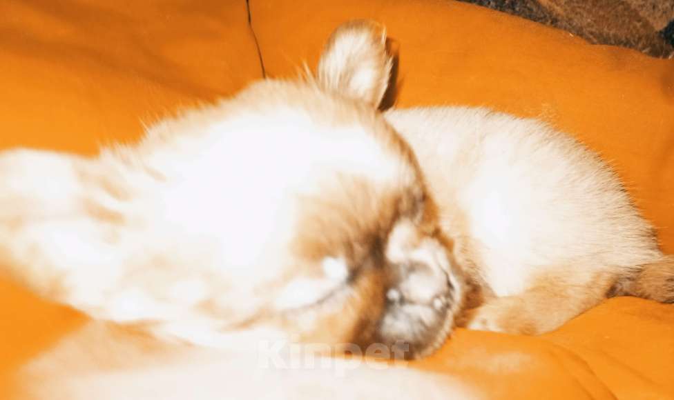 Собаки в Москве: Кобель длинношерстный Мальчик, 18 000 руб. - фото 1