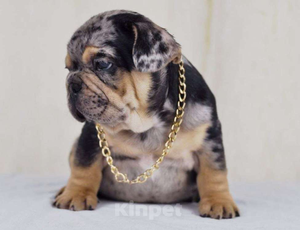 Собаки в Москве: Какао мерле тан Мальчик, Бесплатно - фото 4