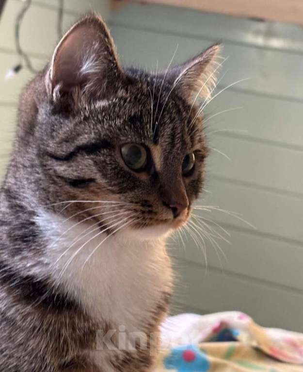 Кошки в Москве: Ласка, просто кошка. Молодая кошечка в добрые руки. Девочка, Бесплатно - фото 5