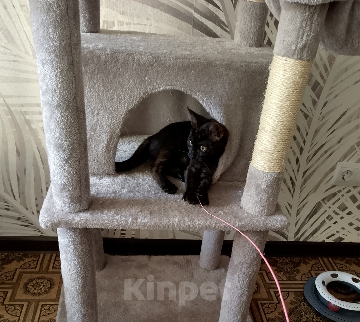Кошки в Москве: Котенок в добрые руки Девочка, Бесплатно - фото 5