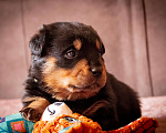 Собаки в Смоленске: Щенки ротвейлера Мальчик, 120 000 руб. - фото 3