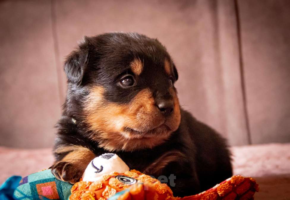 Собаки в Смоленске: Щенки ротвейлера Мальчик, 120 000 руб. - фото 3