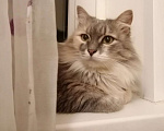 Кошки в Твери: Кошечка найдена на улице ищет хозяина Девочка, 100 руб. - фото 1