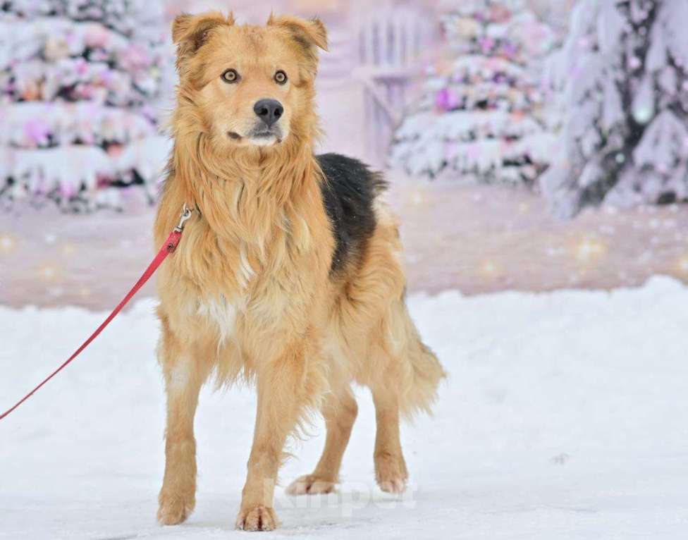 Собаки в Москве: Цезарь, 2 года Мальчик, Бесплатно - фото 1
