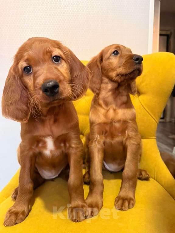 Собаки в Москве: Щенок ирландского сеттера Мальчик, 75 000 руб. - фото 1