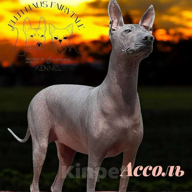 Собаки в Кемерово: ксолоитцкуинтли щенок Девочка, 70 000 руб. - фото 3