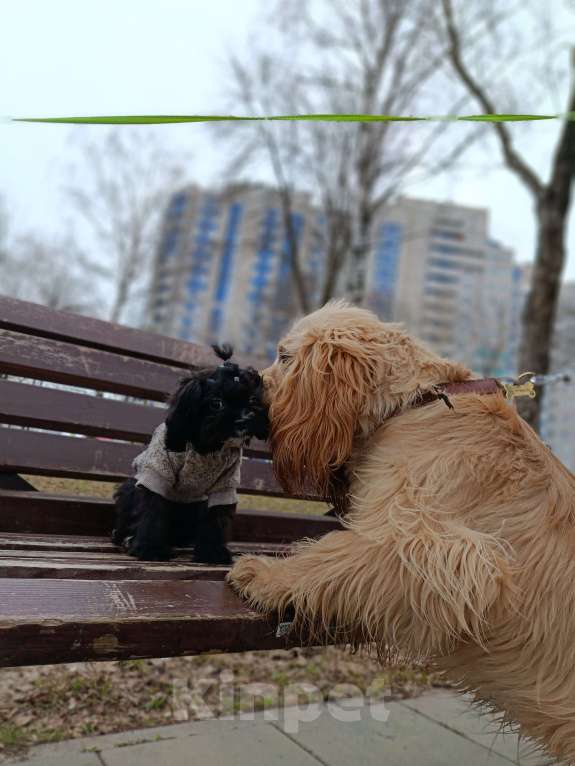 Собаки в Ижевске: Мальтипу девочка Девочка, 65 000 руб. - фото 2