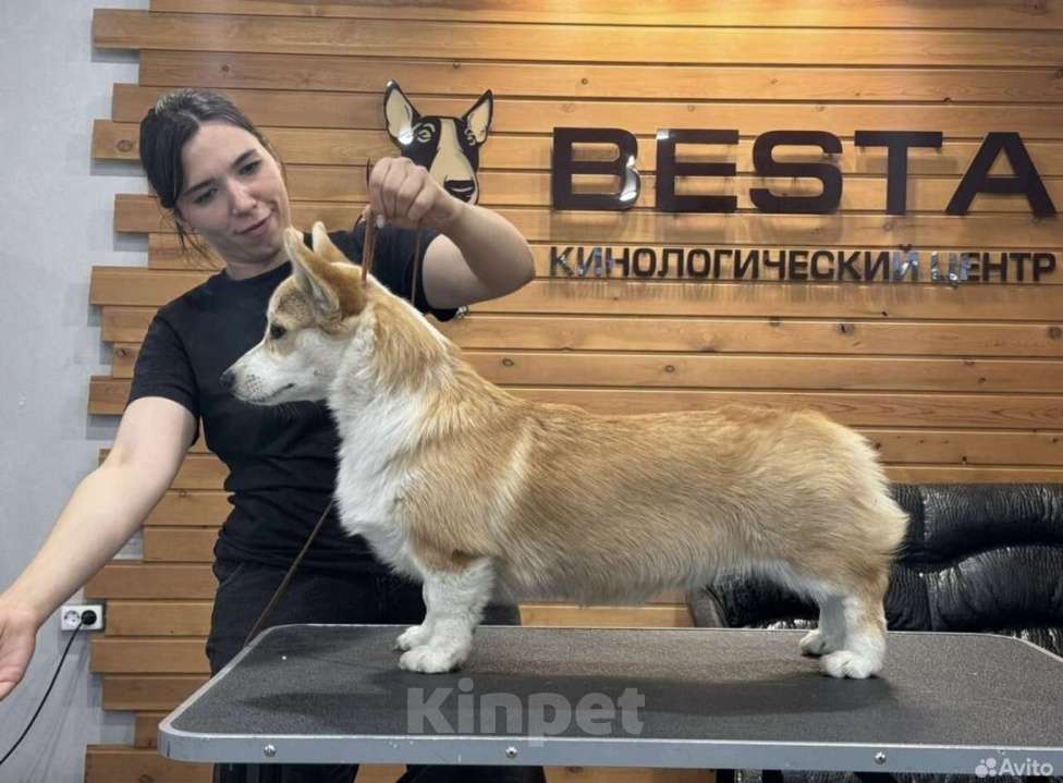 Собаки в Иркутске: Вельш Корги Пемброк Мальчик, 75 000 руб. - фото 1