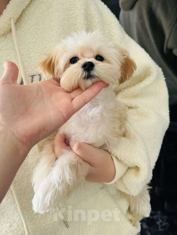 Собаки в Москве: Мини девочка мальтипу ф1 Девочка, 120 000 руб. - фото 2