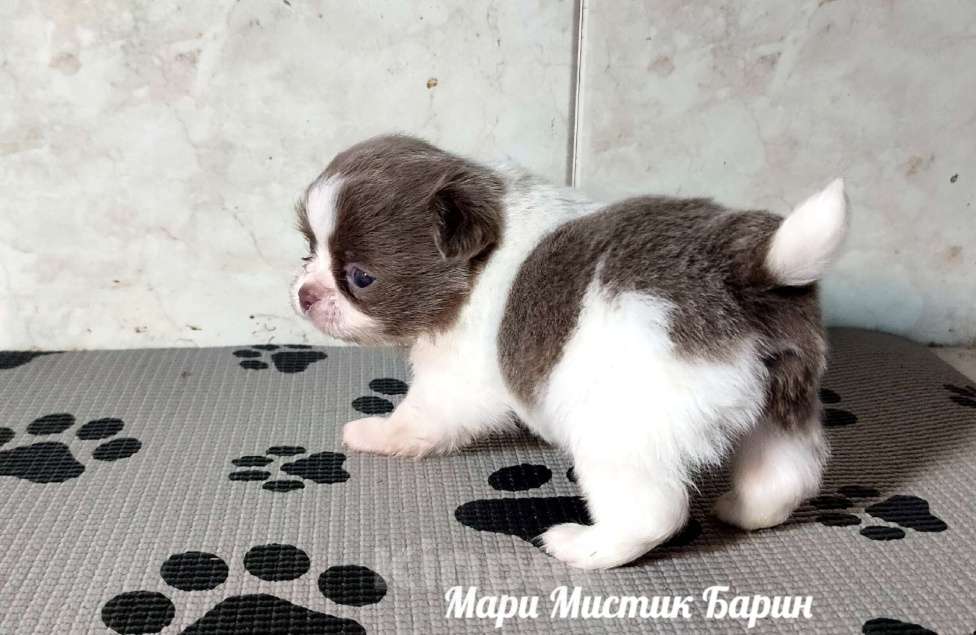 Собаки в Санкт-Петербурге: Барин бело лиловый длинношерстный мини чихуахуа Мальчик, 35 000 руб. - фото 1