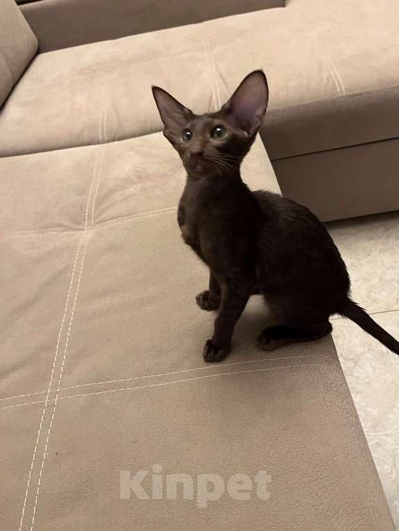 Кошки в Москве: Ориентальная шоколадная девочка Девочка, Бесплатно - фото 2