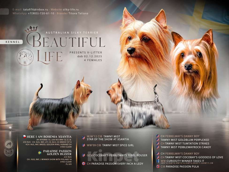 Собаки в Москве: Щенки Австралийского Силки терьера Девочка, 35 000 руб. - фото 1