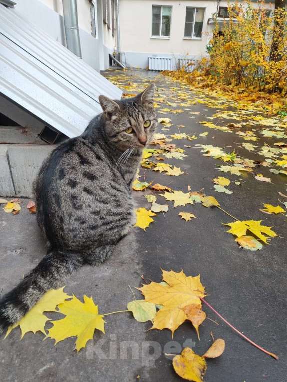 Кошки в Москве: Я самый грустный котик на свете Мальчик, Бесплатно - фото 4