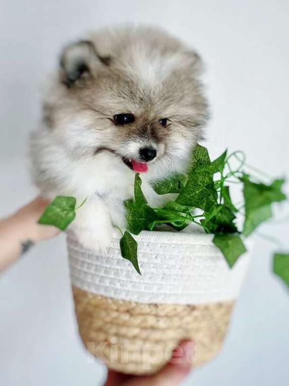 Собаки в Москве: Продаются щенки мини шпицев  Девочка, Бесплатно - фото 6