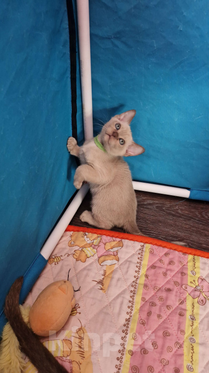 Кошки в Санкт-Петербурге: Бурманские котята Девочка, 50 000 руб. - фото 3