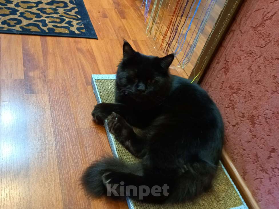 Кошки в Ачинске: Нужна невеста  Мальчик, 1 руб. - фото 4