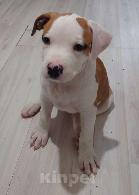 Собаки в Москве: Щенки АСТ Девочка, 20 000 руб. - фото 1