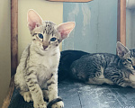 Кошки в Каменске-Уральском: Котята ориенталы  Девочка, 30 000 руб. - фото 1