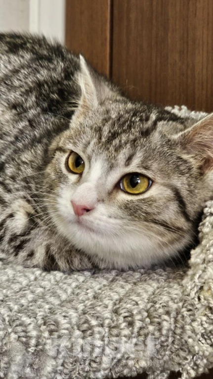 Кошки в Москве: Малышка Венди ищет дом Девочка, Бесплатно - фото 3