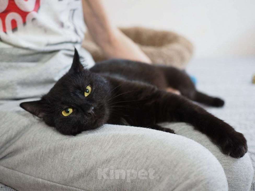 Кошки в Москве: Кот Енисей ищет дом Мальчик, Бесплатно - фото 8