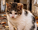 Кошки в Москве: Заберите котёнка с улицы Девочка, Бесплатно - фото 2