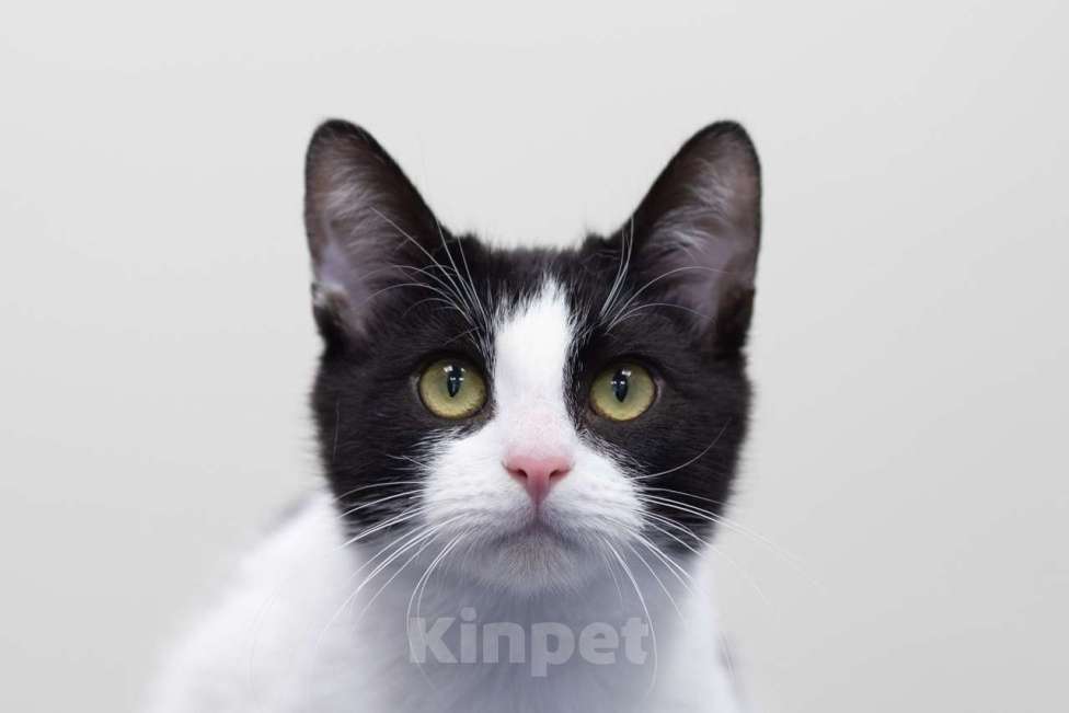 Кошки в Москве: котенок Пит Мальчик, Бесплатно - фото 8