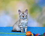 Кошки в Нижнем Новгороде: Бенгальский кот линкс Мальчик, 25 000 руб. - фото 4