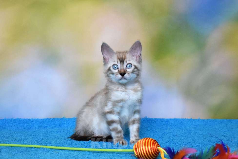 Кошки в Нижнем Новгороде: Бенгальский кот линкс Мальчик, 25 000 руб. - фото 4