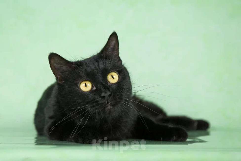 Кошки в Москве: Британская черная золотоглазая Бри в добрые руки Девочка, Бесплатно - фото 2