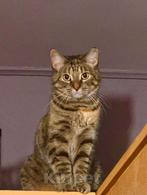 Кошки в Санкт-Петербурге: Кошечка Василиса ищет дом Девочка, Бесплатно - фото 2