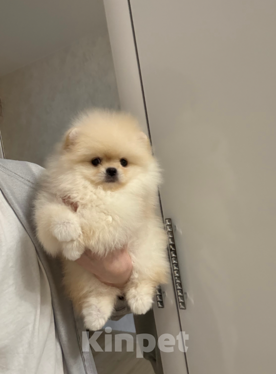 Собаки в Москве: Малыш Мальчик, 30 000 руб. - фото 1