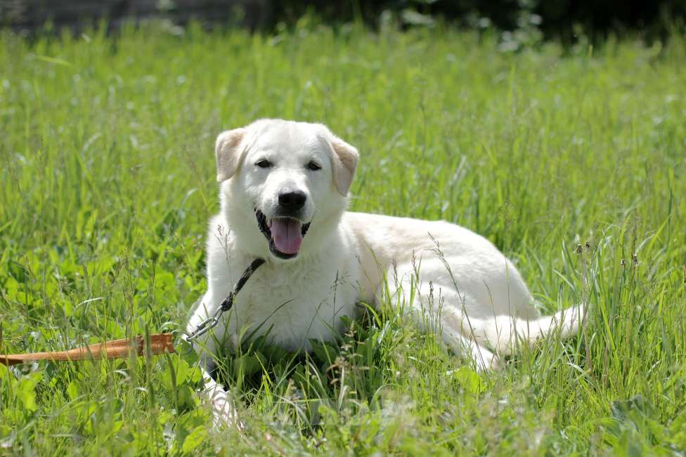 Собаки в Одинцово: Слим ищет дом Мальчик, Бесплатно - фото 8