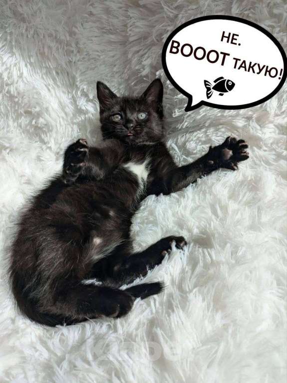 Кошки в Санкт-Петербурге: Некрасивый котенок Девочка, 200 руб. - фото 3