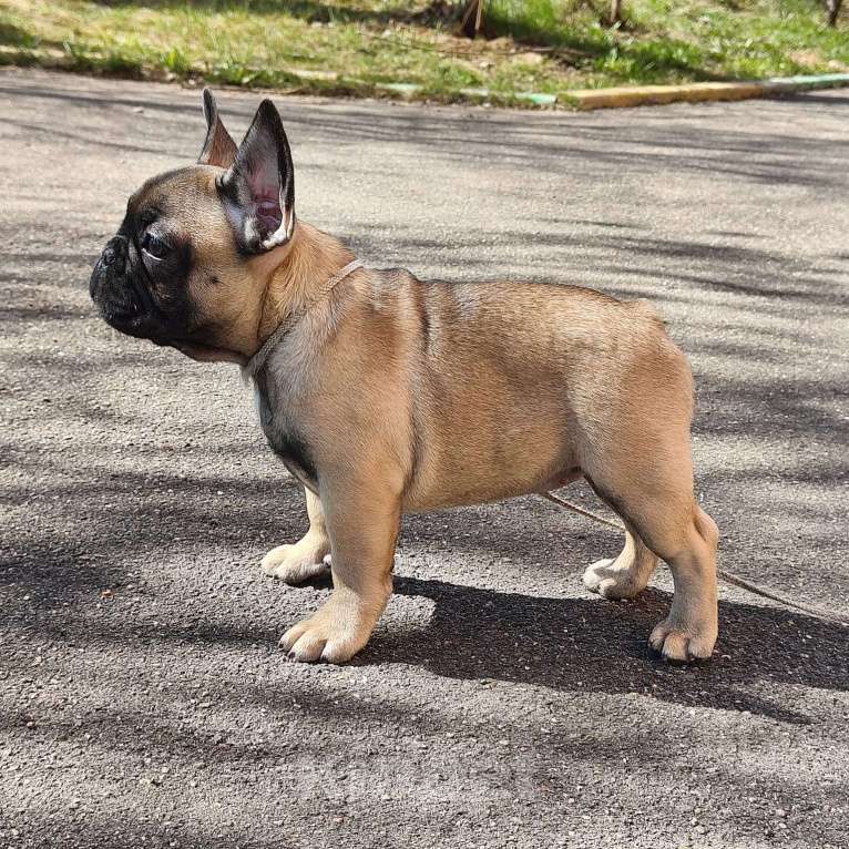 Собаки в других городах Московской области: Щенки французского бульдога Девочка, Бесплатно - фото 2