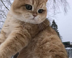 Кошки в других городах Московской области: Британский золотой мальчик  Мальчик, 20 000 руб. - фото 3