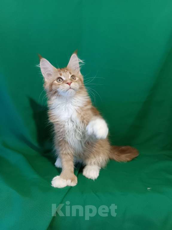 Кошки в других городах Владимирской области: Девочка мейн кун полидакт Девочка, 35 000 руб. - фото 2